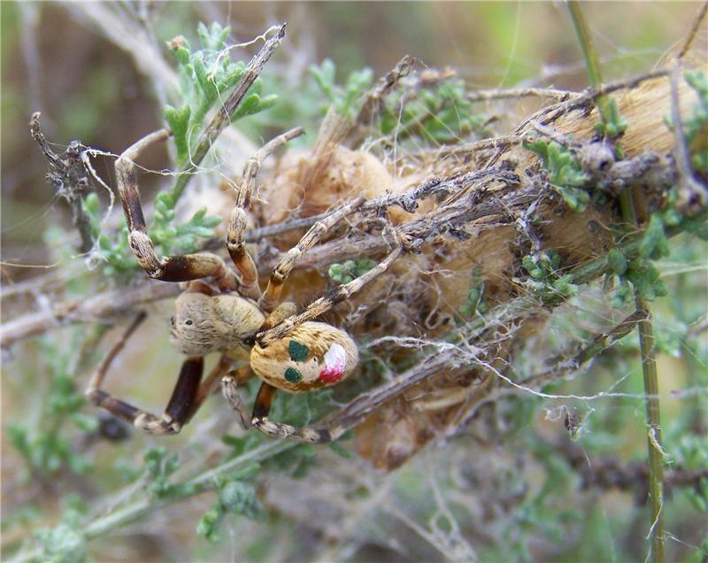 Stegodyphus tentoriicola